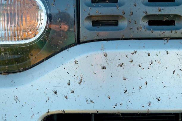 A sticky situation - removing stuck bugs from your car!